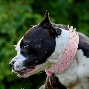 Bandit Collier chien : Coloré clouté, robuste, chic