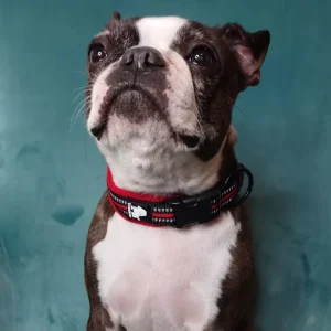 Collier chien, classique : Confort et sécurité pour votre compagnon