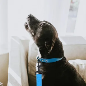 Longe Chien - Liberté, Sécure plaisir au Quotidien