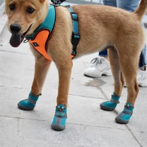 chaussure chien | JappyWalk™ résistantes