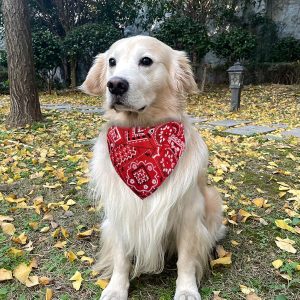 Collier bandana pour chien et chat  | ViviPaw