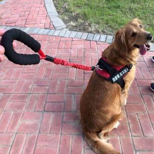 Laisse Canicross Pour Chien Amortie Et Performante