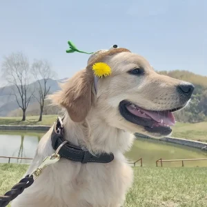 Collier En Cuir Pour Chien Artisanal Élégance Et Qualité Authentique