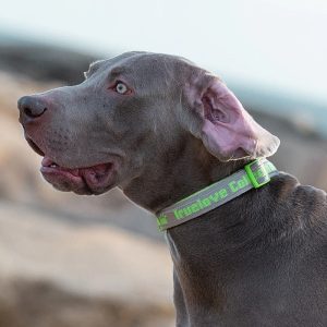 Collier Pour Chien Ultra-résistant Sécurité Et Durabilité Maximale