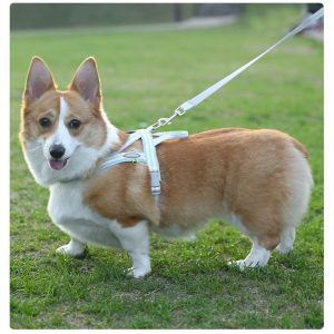 Harnais Réglable Et Antifuite Pour Petit Chien Sécurité Et Confort