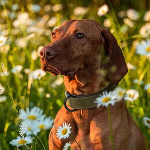 Collier en cuir pour chien - authentique, stylisé : élégance et confort