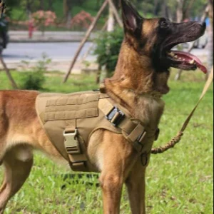 Harnais chien : Conforto™ en contrôle