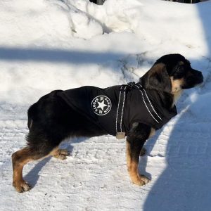 Manteau Chien: Design, confort, sécurité; Harnais intégré